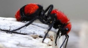 Dasymutilla gloriosa: Kırmızı Yalıtkan Arı
