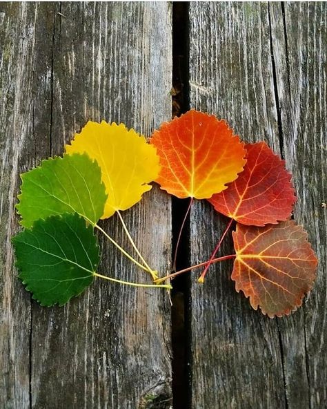 Sonbahar Renklerinin Muhteşem Kimyası