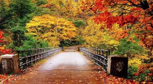 Sonbahar Renklerinin Muhteşem Kimyası