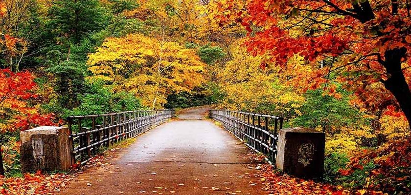 Sonbahar Renklerinin Muhteşem Kimyası