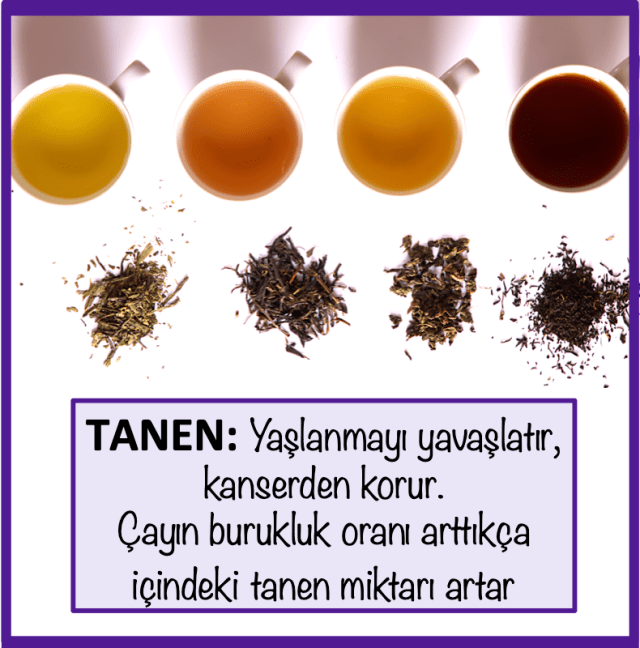 Sonbahar Renklerinin Muhteşem Kimyası