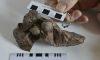 Minioolithus ganzhouensis: Gizemli Dinozor Yumurta Türü Hakkında Bilmeniz Gerekenler