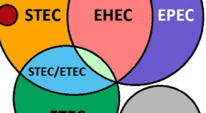 Shiga Toksini Üreten Escherichia coli (STEC) Enfeksiyonu, Bulaşma Yolları, Belirtileri ve Tedavisi