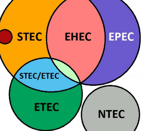 Shiga Toksini Üreten Escherichia coli (STEC) Enfeksiyonu, Bulaşma Yolları, Belirtileri ve Tedavisi