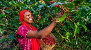 En Çok Kahve Üreten Ülkeler