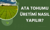 Ata Tohumu Üretimi Nasıl Yapılır?