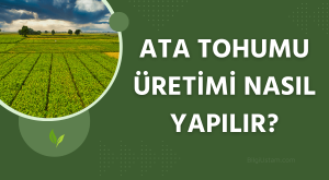 Ata Tohumu Üretimi Nasıl Yapılır?
