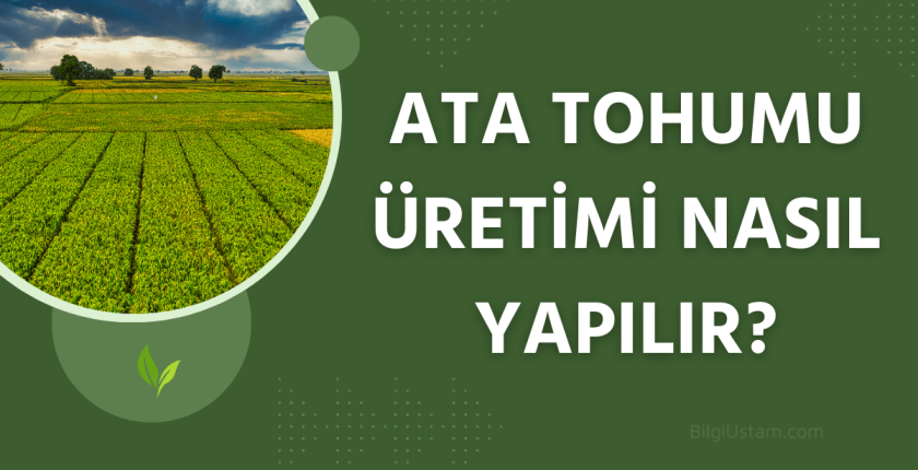Ata Tohumu Üretimi Nasıl Yapılır?