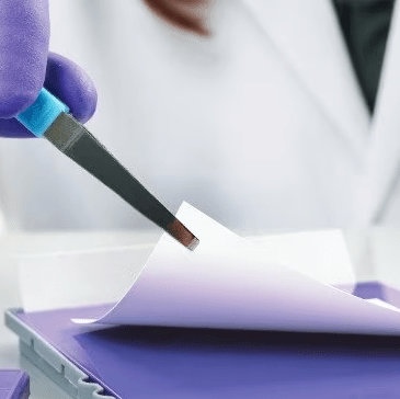 Western Blot Nedir?