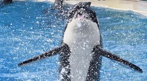 Katil Balinalar Nasıl Canlılardır?