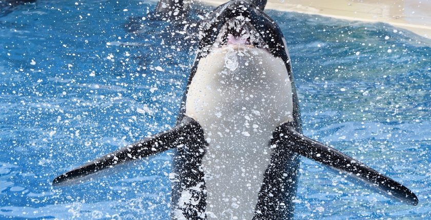 Katil Balinalar Nasıl Canlılardır?