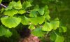 Ginkgo Biloba (Mabet Ağacı) Nedir?