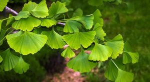 Ginkgo Biloba (Mabet Ağacı) Nedir?