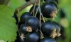Siyah Frenk(Kuş) Üzümü Çayı ve Faydaları