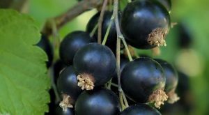 Siyah Frenk(Kuş) Üzümü Çayı ve Faydaları