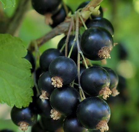 Siyah Frenk(Kuş) Üzümü Çayı ve Faydaları