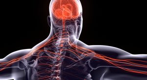 Parasempatik Nedir?