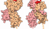 MHC(Major Histocompatibility Complex) Nedir?