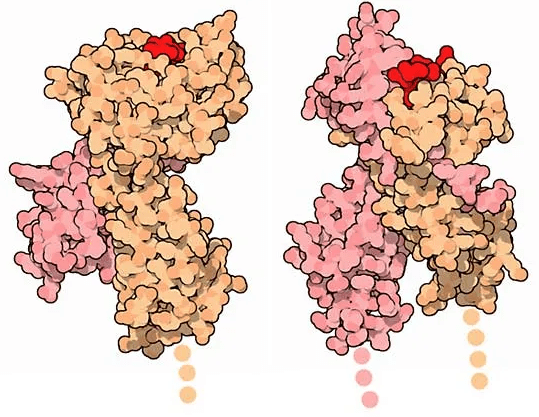 MHC(Major Histocompatibility Complex) Nedir?