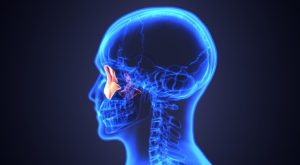 Oksipital Kemik Nedir?