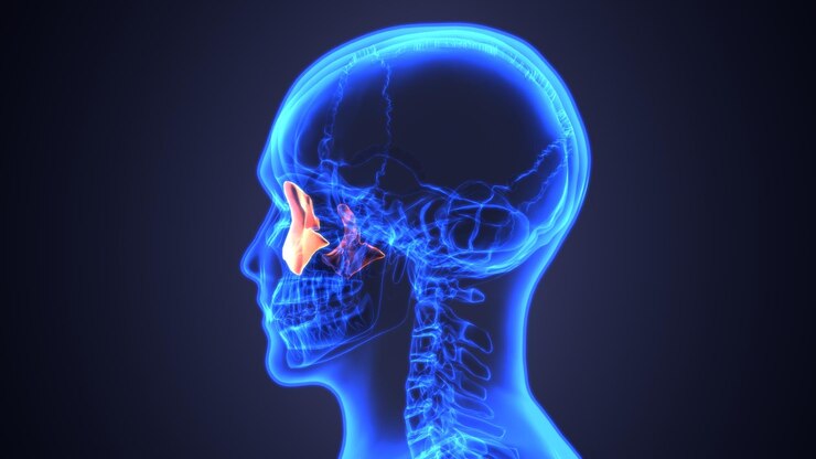 Oksipital Kemik Nedir?