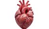 Kalp Kapağı Protezi (Doğal ve Yapay) Nedir?