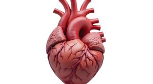 Kalp Kapağı Protezi (Doğal ve Yapay) Nedir?