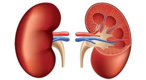 Glomerülonefrit Nedir? Glomerülonefrit Belirtileri ve Tedavisi