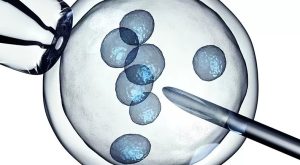Yumurta Tembelliği Nedir?