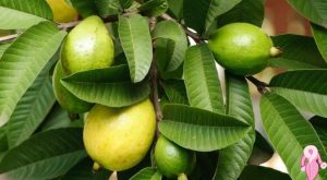 Guava Yapraklarının Saça İnanılmaz Faydaları