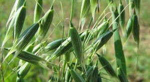 Yulaf Samanının Faydaları