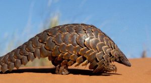 Pangolinler: Dünyanın Minik Zırhlı Kahramanları