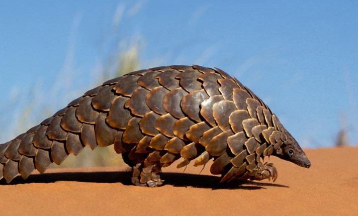 Pangolinler: Dünyanın Minik Zırhlı Kahramanları
