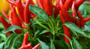Çok Fazla Kapsaisin ya da Acı Biber Tüketmek Zararlı Mı?