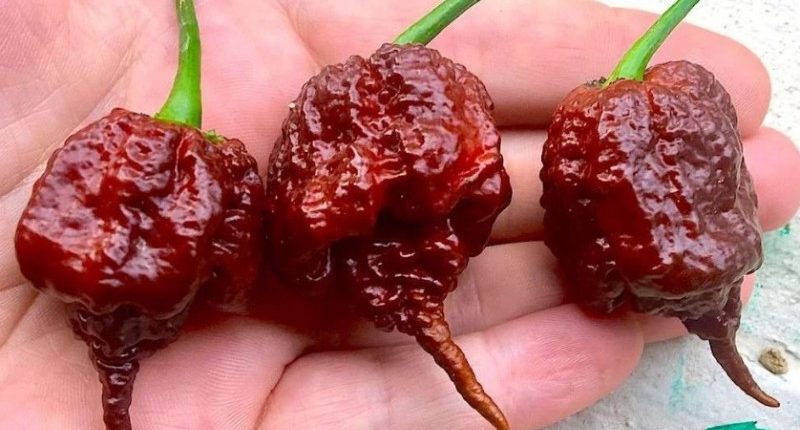 Kapsaisin İçeriği Yüksek, Dünyanın En Acı Biber Çeşitleri