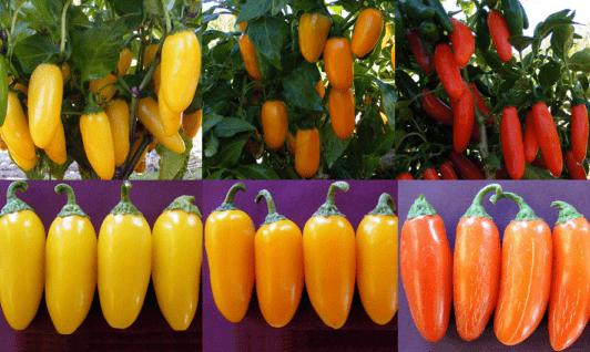 Jalapeno Biberi Çeşitleri