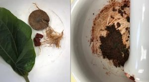 Betel Cevizi Nedir?