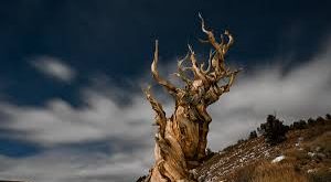 Dünyanın En Eski Ağaçları ve Hayatta Kalma Sırları Nelerdir?