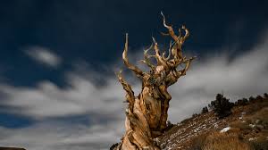 Dünyanın En Eski Ağaçları ve Hayatta Kalma Sırları Nelerdir?