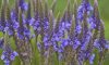 Doğanın Sessiz Şifacısı Demirotu (Verbena Officinalis) Nedir?
