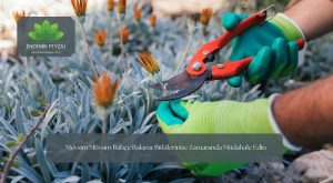 Mevsim Mevsim Bahçe Bakımı: Bitkilerinize Zamanında Müdahale Edin