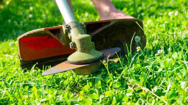 Mevsim Mevsim Bahçe Bakımı: Bitkilerinize Zamanında Müdahale Edin