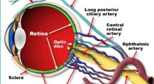 Optik Biyosensör Nedir?