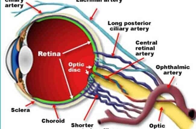 Optik Biyosensör Nedir?