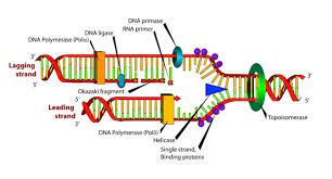 Transkripsiyon Nedir?