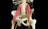 Psoas Kası (Ruh Kası) Nedir? Psoas Kası Ne İşe Yarar?