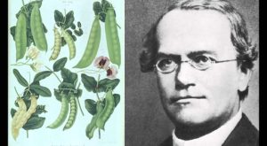 Mendel Genetiği Hakkında Bilmeniz Gerekenler