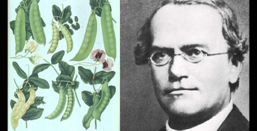 Mendel Genetiği Hakkında Bilmeniz Gerekenler